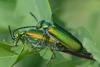 Lytta vesicatoria